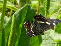 Landkaertchen der 3. Generation Oberseite